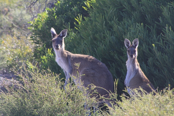kangaroos Kalbarri