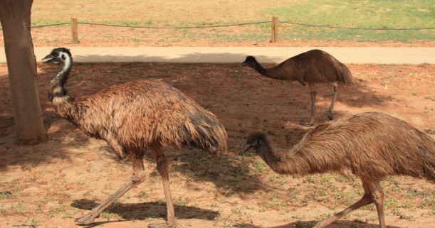 Exmouth emus