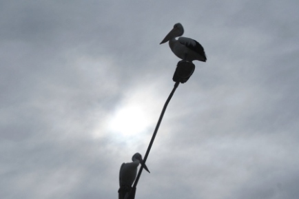pelicans on light pole