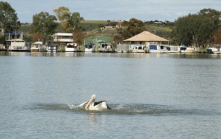 pelican on Murray River