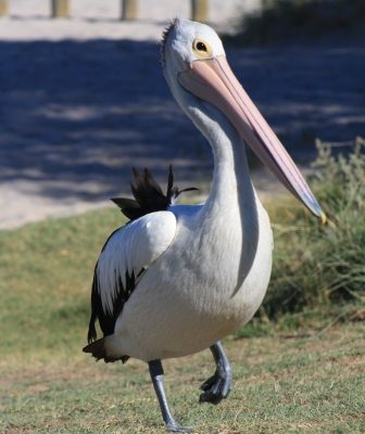pelican Kalbarri WA