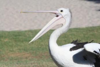 pelicans Kalbarri WA