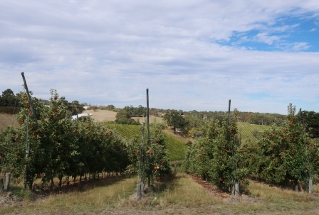 Lenswood apple orchards