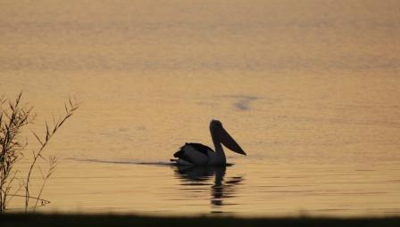 pelican on Lake Alexandrina