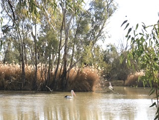 Pelicans on the Murray River