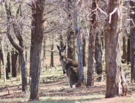 kangaroo at Rawnsley Park